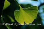 Ginkgo Biloba Leaf  Extract